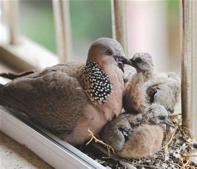 小鳥入屋|【家裡出現鳥】家裡鳥進來有什麼好兆頭？自來鳥寓意大公開！